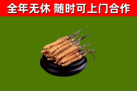 东阿烟酒回收冬虫夏草.jpg